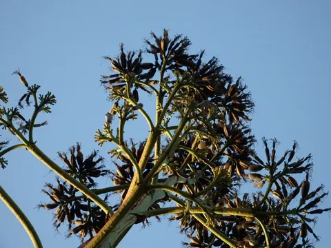 Centuryplant