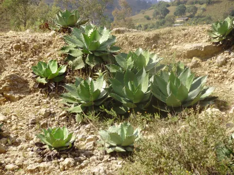 Copper Agave