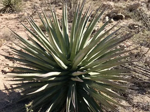 Palmer Agave