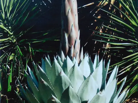 Parry Agave