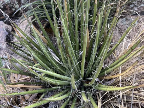 Schott-Agave
