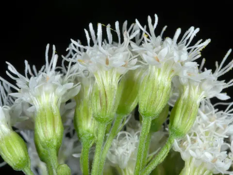 White Snakeroot