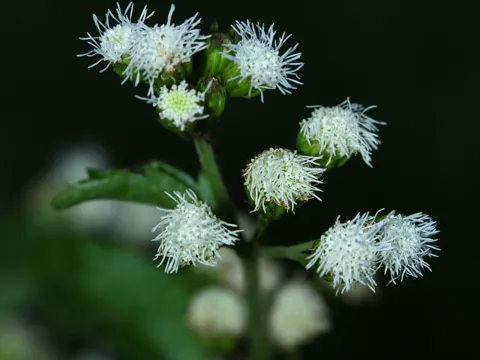Billygoat Weed