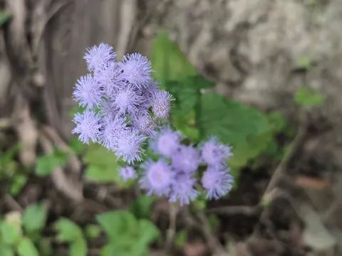 Bluemink