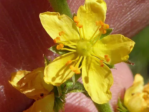 Fragrant Agrimony