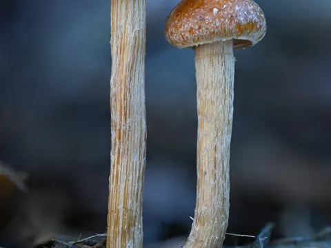 Common Fieldcap