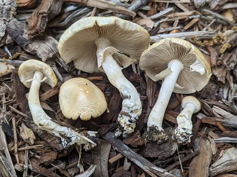 Spring Fieldcap