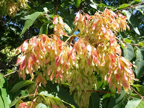 Tree of Heaven
