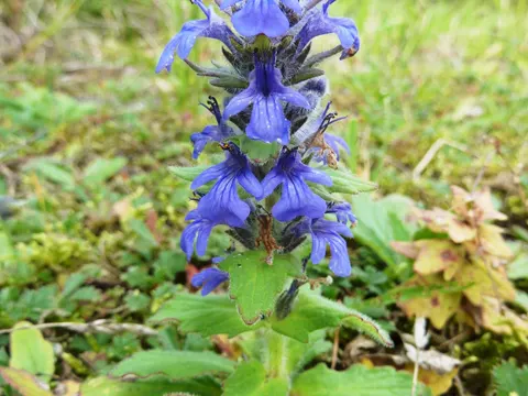 Blue Bugle