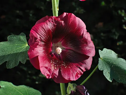 Hollyhock