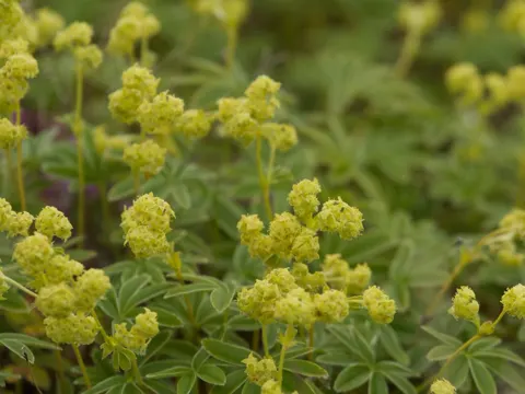 Alpine Lady's Mantle