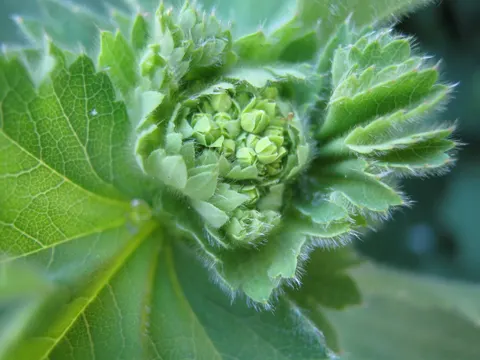 Lady's Mantle