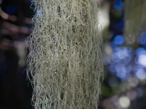 Witch's Hair Lichen