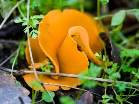 Orange Peel Fungus