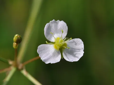 Water-plantain