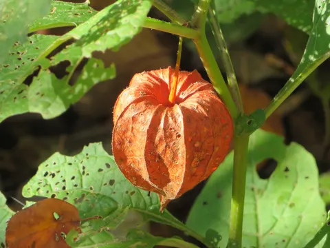 Japanese-lantern