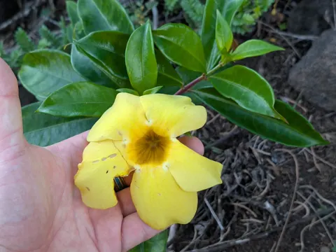 Golden Trumpet
