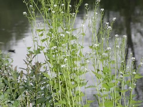 Garlic mustard