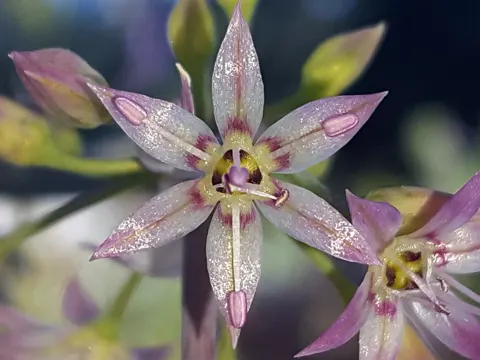Swamp Onion (Allium campanulatum)