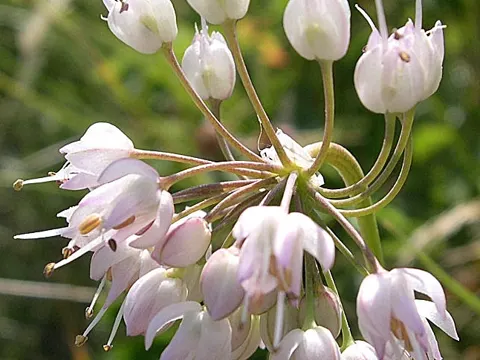 Nodding Onion