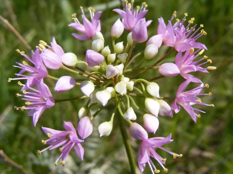 Prairie Onion