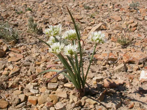 Prairie Onion