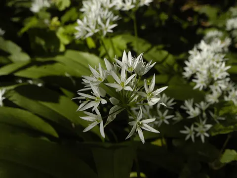 Wild garlic