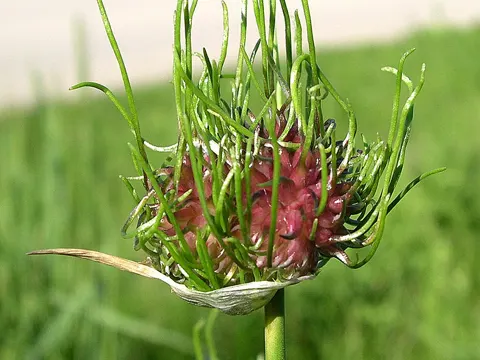 Wild Onion