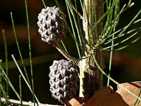 Black She-oak