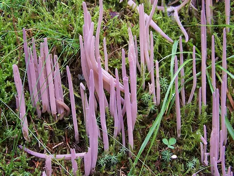 Purple Club Mushroom