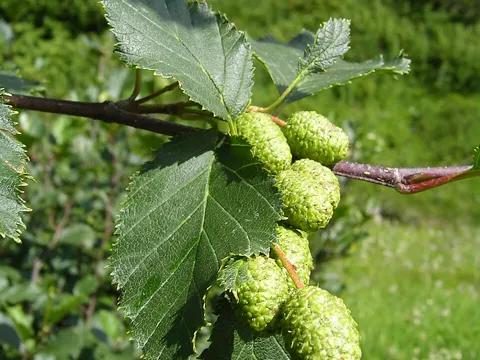Green Alder