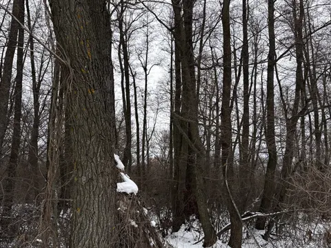 Alder