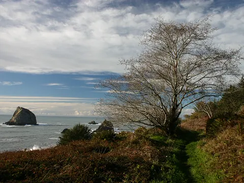 Red Alder
