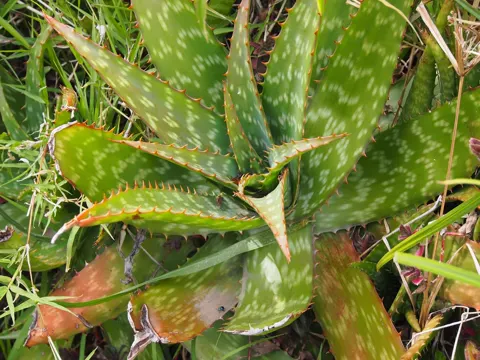 Spotted Aloe