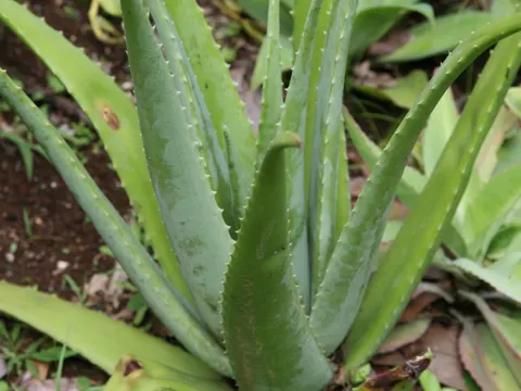 Barbados Aloe