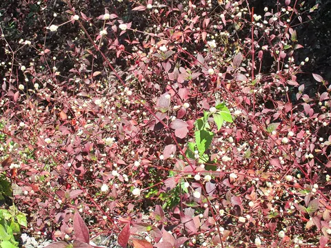 Brazilian Joyweed