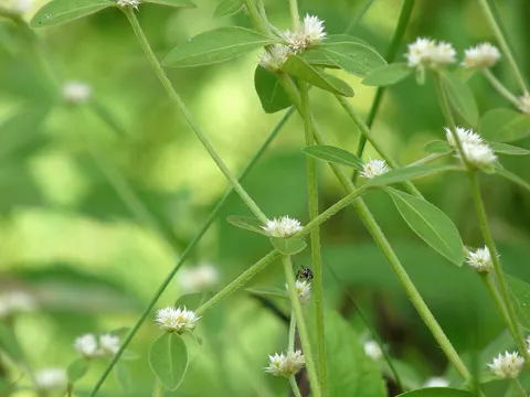 Alternanthera sessilis