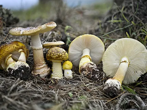 Western Destroying Angel
