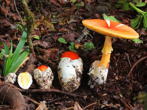 Base Amanita