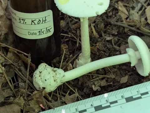 Eastern Destroying Angel