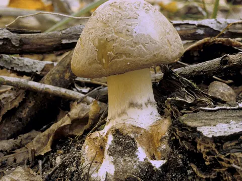 Brown American Star-footed Amanita