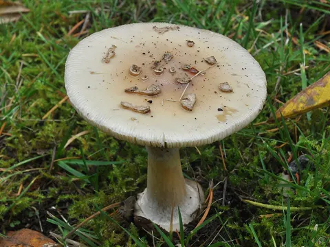 False Death Cap