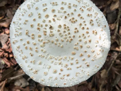 Coker's Amanita