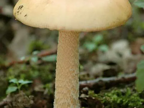 Orange Grisette