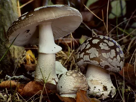 European False Blusher