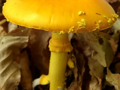 Yellow Patches Amanita