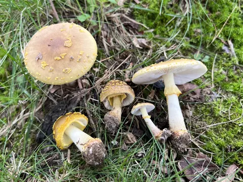American Yellow-brown Amanita