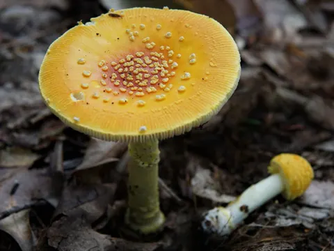 Frost's Amanita