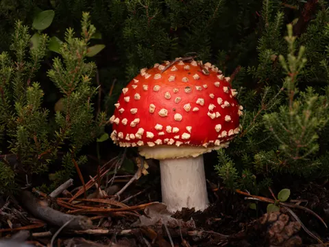 Gemmed Amanita