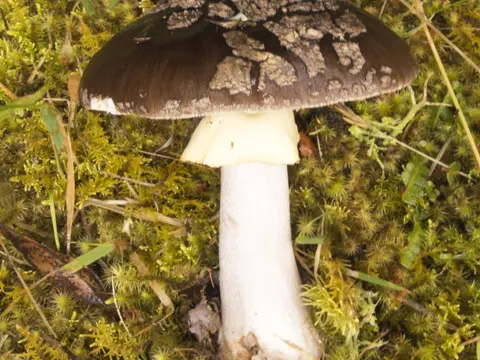 Beech Amanita